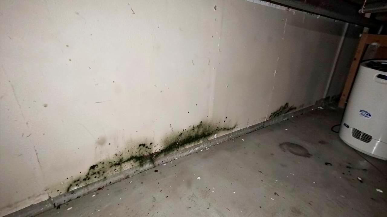 Basement Mold Remediation: Finished vs Unfinished