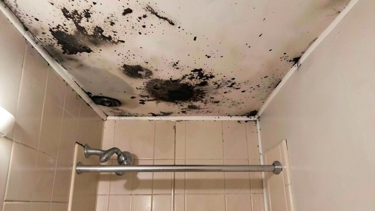Bathroom Mold Remediation: Ceilings, Grout, Vanity